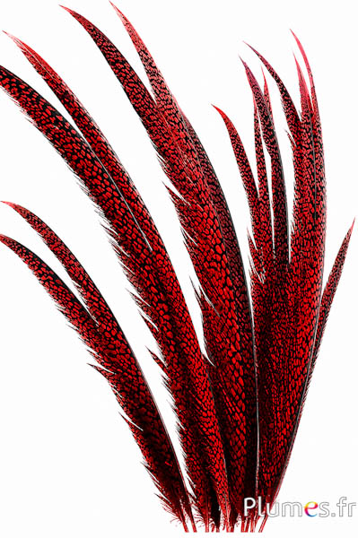 Fagiano dorato - 55-65 cm - rosso